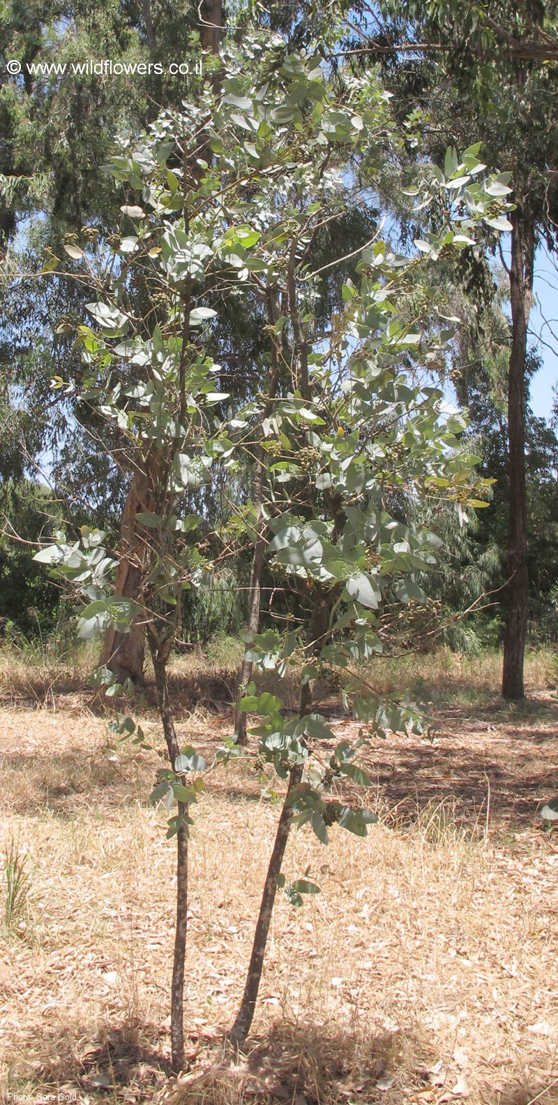 Eucalyptus pruinosa